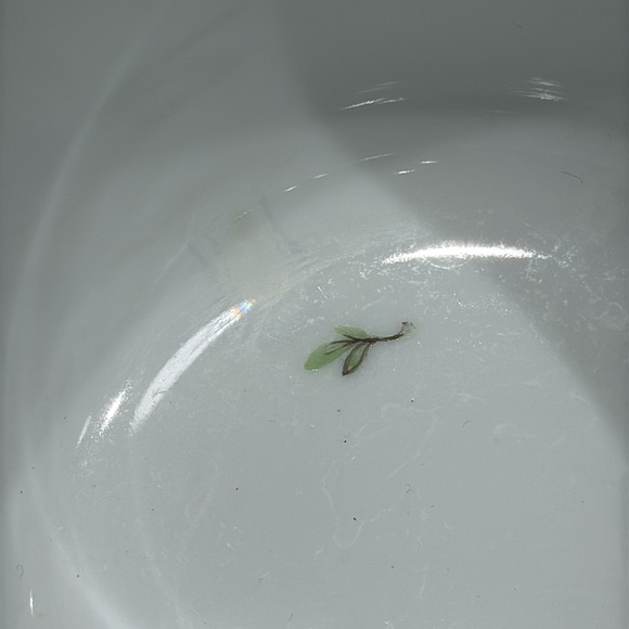 Herend Cache Pot - Picture 6 of 8